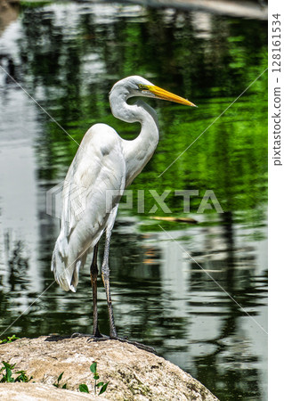Great egret, Ardea alba at Praca Batista Campos in the city of Belem, in the state of Para, Brazil. 128161534