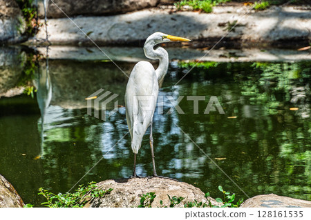 Great egret, Ardea alba at Praca Batista Campos in the city of Belem, in the state of Para, Brazil. 128161535