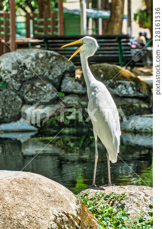 Great egret, Ardea alba at Praca Batista Campos in the city of Belem, in the state of Para, Brazil. Great egret, Ardea alba at Praca Batista Campos in the city of Belem, in the state of Para, Brazil. 128161536