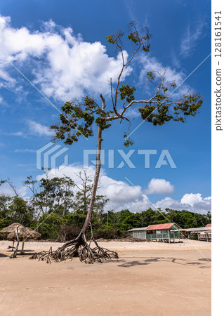 Barra velha beach at Soure, Marajo in Para, Brazil. Beautiful beach and mangrove trees with their great crooked roots 128161541