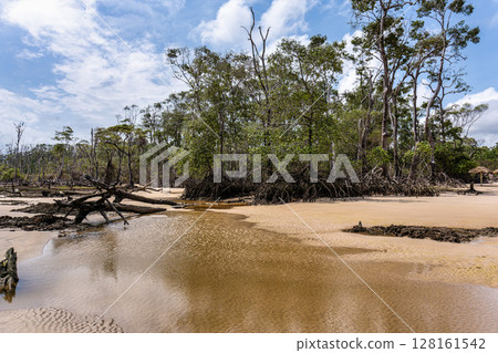 Barra velha beach at Soure, Marajo in Para, Brazil. Beautiful beach and mangrove trees with their great crooked roots Barra velha beach at Soure, Marajo in Para, Brazil. Beautiful beach and mangrove trees with their great crooked roots 128161542
