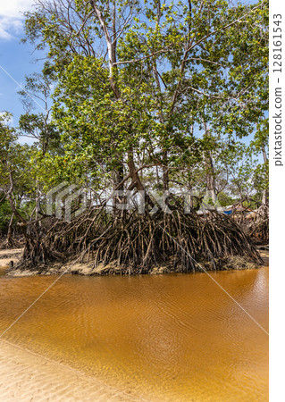 Barra velha beach at Soure, Marajo in Para, Brazil. Beautiful beach and mangrove trees with their great crooked roots Barra velha beach at Soure, Marajo in Para, Brazil. Beautiful beach and mangrove trees with their great crooked roots 128161543