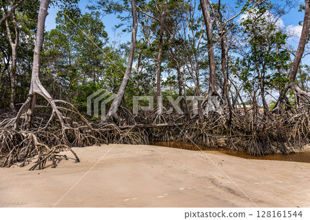 Barra velha beach at Soure, Marajo in Para, Brazil. Beautiful beach and mangrove trees with their great crooked roots 128161544