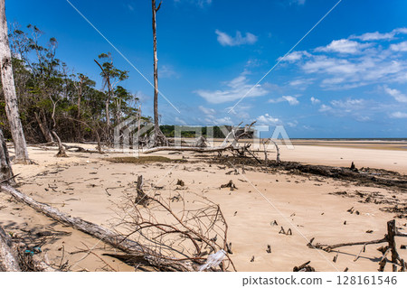 Barra velha beach at Soure, Marajo in Para, Brazil. Beautiful beach and mangrove trees with their great crooked roots Barra velha beach at Soure, Marajo in Para, Brazil. Beautiful beach and mangrove trees with their great crooked roots 128161546