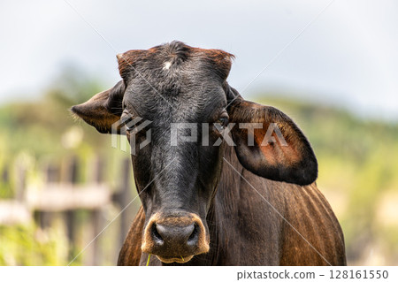 Wild Water Buffalo at Soure on Marajo Island in Brazil 128161550