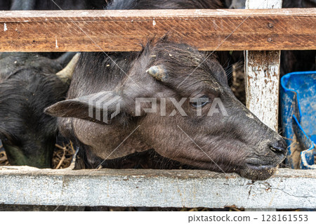 Wild Water Buffalos at Soure on Marajo Island in Brazil 128161553