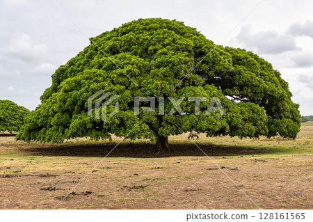 Water Buffalos and big trees at a rural property called Fazenda at Soure in Marajo Island, Brazil. Water Buffalos and big trees at a rural property called Fazenda at Soure in Marajo Island, Brazil. 128161565