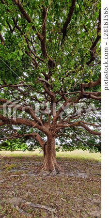 Water Buffalos and big trees at a rural property called Fazenda at Soure in Marajo Island, Brazil. Water Buffalos and big trees at a rural property called Fazenda at Soure in Marajo Island, Brazil. 128161566