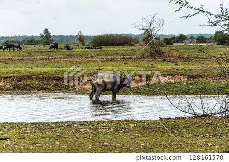 Water Buffalos at a rural property called Fazenda at Soure in Marajo Island, Brazil. Water Buffalos at a rural property called Fazenda at Soure in Marajo Island, Brazil. 128161570