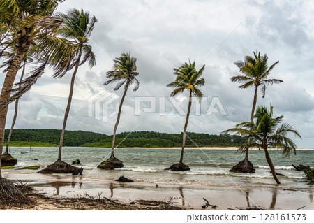 The beautiful Caju-una beach, by the Amazon river mouth, in Soure, Marajo island, Brazil. 128161573