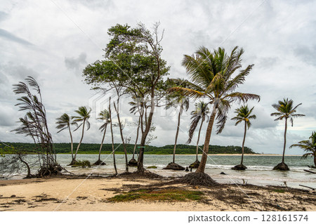 The beautiful Caju-una beach, by the Amazon river mouth, in Soure, Marajo island, Brazil. 128161574