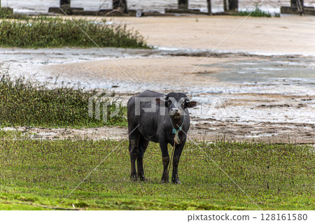 Water Buffalos at a rural property called Fazenda at Soure in Marajo Island, Brazil. 128161580