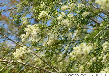Melaleuca (Myrtaceae) 128161581