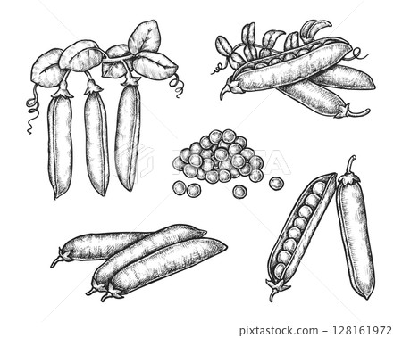 Set of isolated peas pods with grain or seeds. Vector legume plant bean. Vintage hand drawn ingredient for vegan soup or vegetarian diet. Green pea food for culinary or cooking. Harvest, agriculture Set of isolated peas pods with grain or seeds. Vector legume plant bean. Vintage hand drawn ingredient for vegan soup or vegetarian diet. Green pea food for culinary or cooking. Harvest, agriculture 128161972