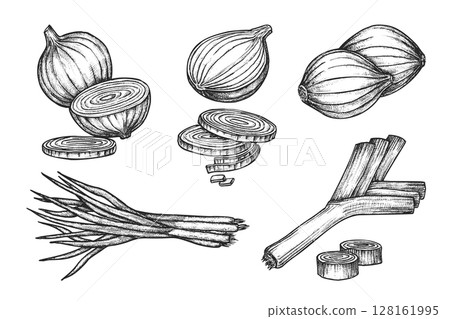 Set of isolated onion sketches. Vector shallot bulb and scallion vegetable. Engraved natural and organic salad ingredient. Food for vegetarian or vegan market or restaurant menu. Agriculture harvest Set of isolated onion sketches. Vector shallot bulb and scallion vegetable. Engraved natural and organic salad ingredient. Food for vegetarian or vegan market or restaurant menu. Agriculture harvest 128161995