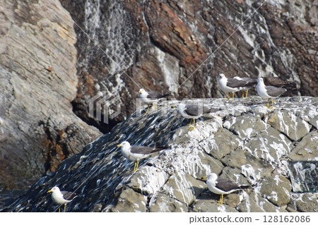 Black-tailed Gulls on Kyojima Island (July) 128162086