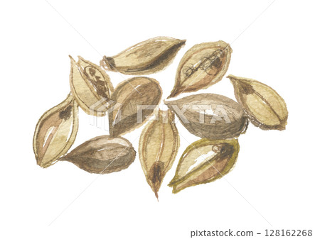 Forsythia fruit painted in watercolor 128162268