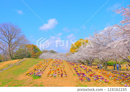 兵庫縣姬路市 Shirotopia 紀念公園的五彩繽紛花朵盛開 兵庫縣姬路市 Shirotopia 紀念公園的五彩繽紛花朵盛開 128162285