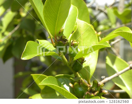 Young fruit of still tasty tropical fruit hime Young fruit of still tasty tropical fruit hime 128162560