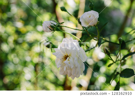 The buds of fragrant white roses grow and fragrance on a shrub in the rose garden in summer. Produce flowers, floriculture. Wedding plants Rose blooms 128162910
