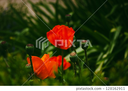 Red poppy buds in bloom grow on a lawn in green grass in spring. Summer flowers in the garden. Latin Papaver rhoeas blooms. Horticulture, floriculture Red poppy buds in bloom grow on a lawn in green grass in spring. Summer flowers in the garden. Latin Papaver rhoeas blooms. Horticulture, floriculture 128162911
