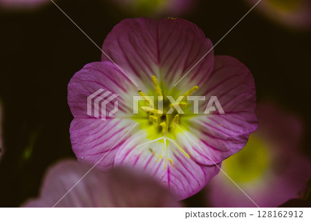 Oenothera speciosa 'Silky Orchid Pink' blooming in spring or summer garden. Flowering buds close up. Primrose flowers in a garden. Buttercups bloom. Oenothera speciosa 'Silky Orchid Pink' blooming in spring or summer garden. Flowering buds close up. Primrose flowers in a garden. Buttercups bloom. 128162912