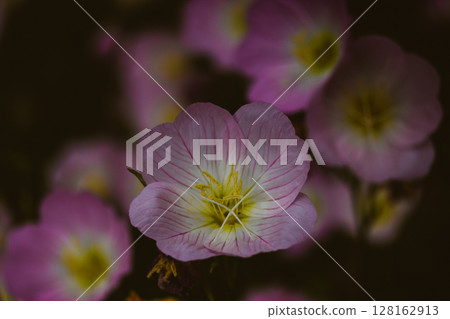 Oenothera speciosa 'Silky Orchid Pink' blooming in spring or summer garden. Flowering buds close up. Primrose flowers in a garden. Buttercups bloom. 128162913
