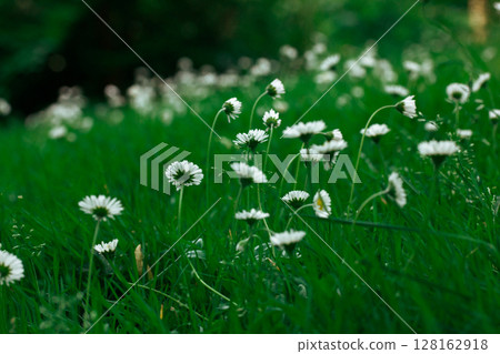 Beautiful flowering meadows with white blooming camomiles Daisies in springtime meadow. A lawn with fresh green grass and flowers. Flower buds. Nature Beautiful flowering meadows with white blooming camomiles Daisies in springtime meadow. A lawn with fresh green grass and flowers. Flower buds. Nature 128162918