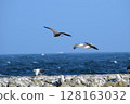 A parent and child black-tailed gull flying in the sky 128163032