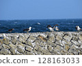 Parenting of sea cucumber 128163033