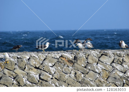 Parenting of sea cucumber 128163033