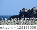 A flock of black-tailed gulls lined up in a row 128163036