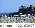 A flock of black-tailed gulls lined up in a row 128163037