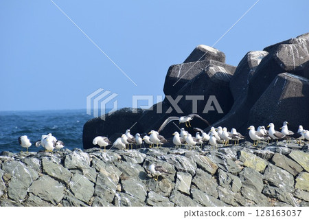 A flock of black-tailed gulls lined up in a row 128163037