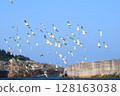 A flock of black-tailed gulls flying in the sky 128163038