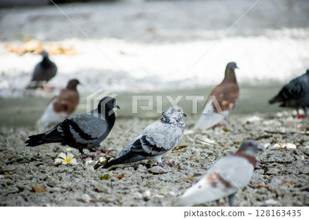 Pigeons feed food on the ground 128163435