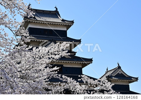 Matsumoto Castle and Somei-Yoshino cherry blossoms inside the castle 128164168