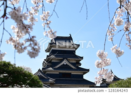 Matsumoto Castle and Somei-Yoshino cherry blossoms inside the castle Matsumoto Castle and Somei-Yoshino cherry blossoms inside the castle 128164243