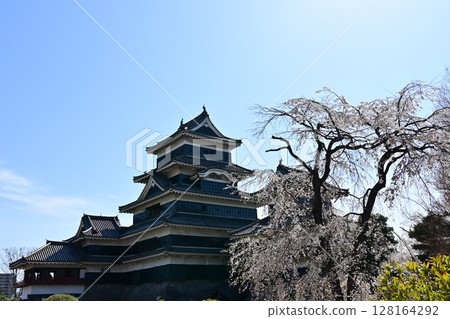 Matsumoto Castle and cherry blossoms inside the castle Matsumoto Castle and cherry blossoms inside the castle 128164292