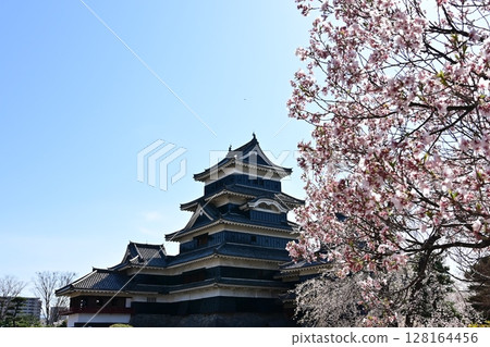 Matsumoto Castle and cherry blossoms inside the castle 128164456