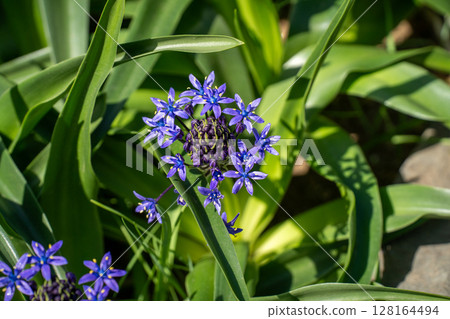 春天花壇裡的 Scilla belleviana 128164494