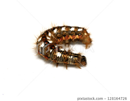 Close up of a tussock caterpillar from a moth butterfly on a white background 128164726