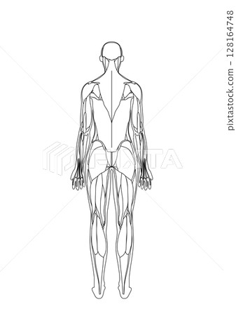 女性背部肌肉解剖圖 128164748