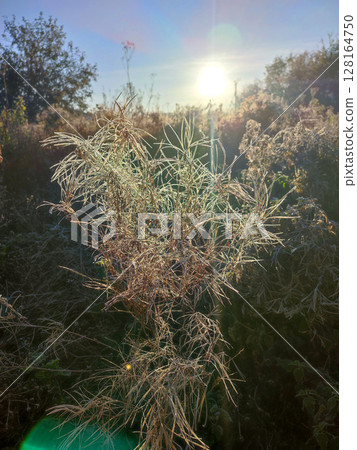 Wild field plant covered with white frost on a sunny frosty day in autumn close-up. Branches of a small bush plant covered with white frost illuminated by the shining sun in early in morning 128164750