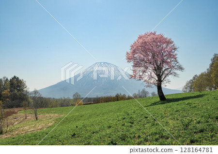 Mt. Yotei and cherry blossoms in the Niseko area of Hokkaido, Japan Mt. Yotei and cherry blossoms in the Niseko area of Hokkaido, Japan 128164781