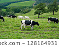 Cows grazing on a vast ranch in Kamishihoro, Hokkaido 128164931