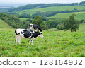 Cows grazing on a vast ranch in Kamishihoro, Hokkaido 128164932