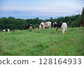 Cows grazing on a vast ranch in Kamishihoro, Hokkaido 128164933