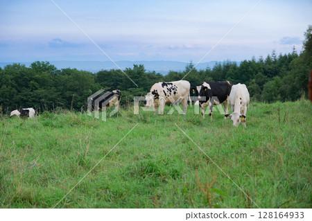 Cows grazing on a vast ranch in Kamishihoro, Hokkaido Cows grazing on a vast ranch in Kamishihoro, Hokkaido 128164933