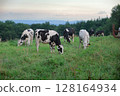Cows grazing on a vast ranch in Kamishihoro, Hokkaido 128164934